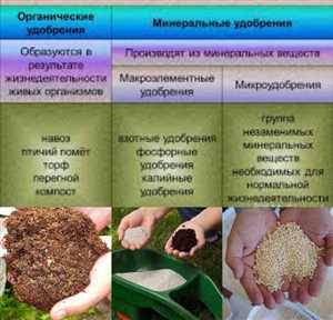 Определение типа почвы: основные признаки