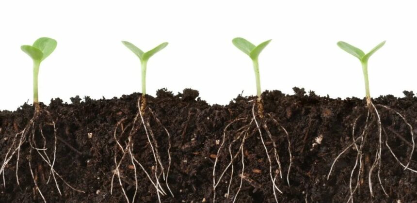 Влияние удобрений на экосистему