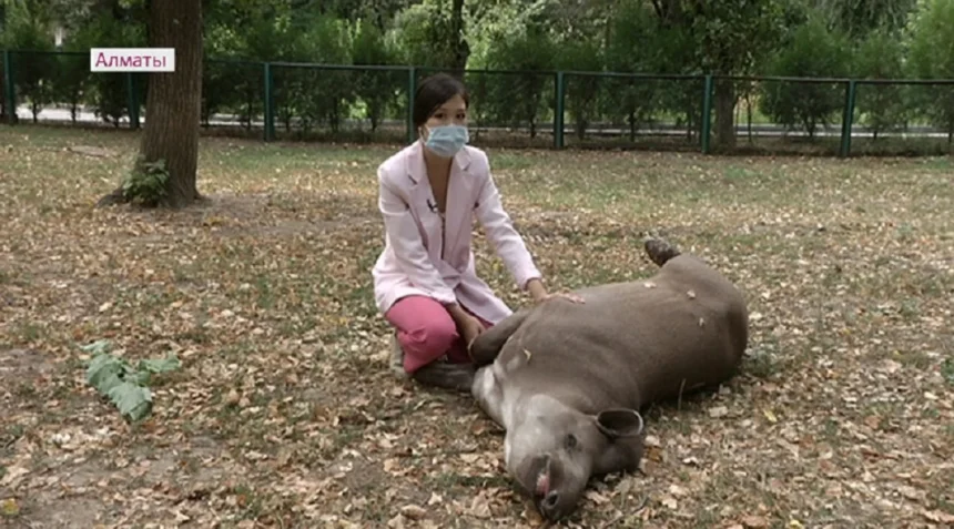 Алматинский зоопарк - что нового для детей и взрослых