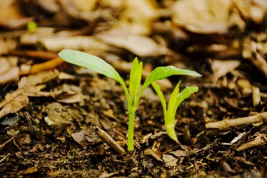 Калийные удобрения и их значение для урожайности