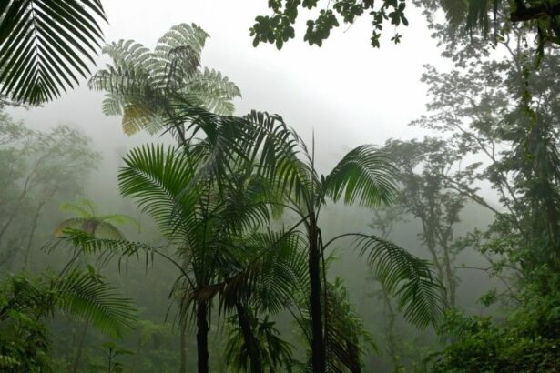 Погода в тропиках особенности климата и частые осадки