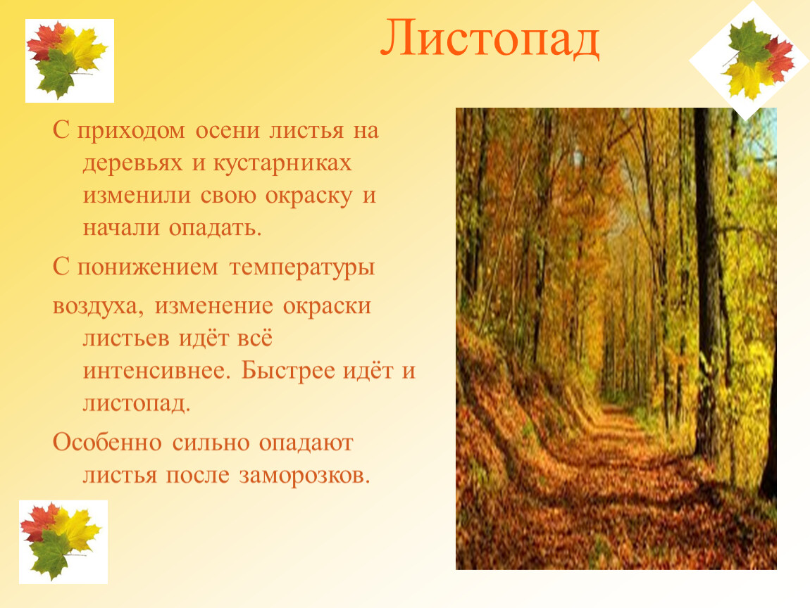 Изменения в облачности и солнечном свете