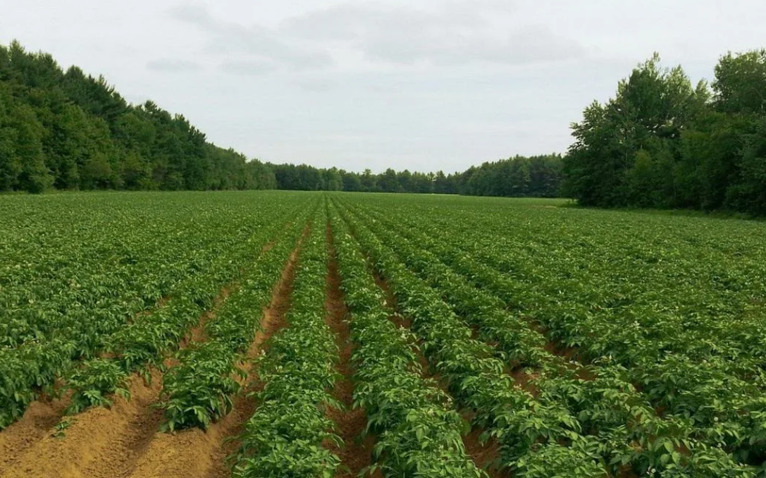 udobreniya-po-listu-kakie-preimuschestva-i-sposoby-primeneniya-2