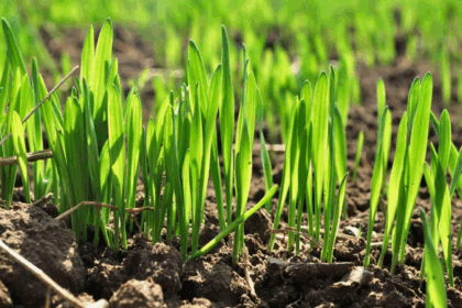 Удобрения по листу - какие преимущества и способы применения