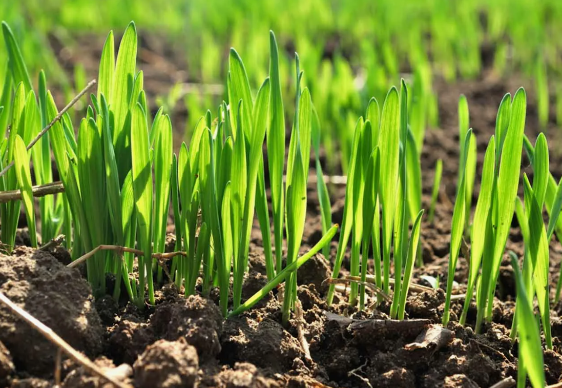 Удобрения по листу - какие преимущества и способы применения