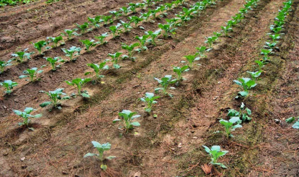 Удобрения по листу - какие преимущества и способы применения