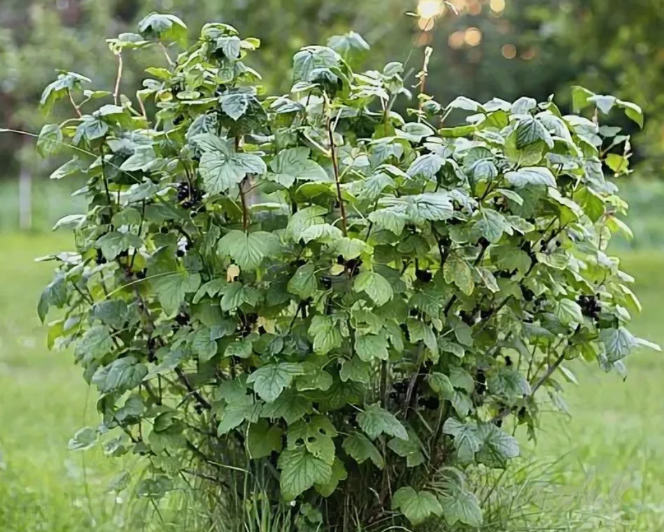 vnekornevye-udobreniya-effektivnost-i-primenenie-4