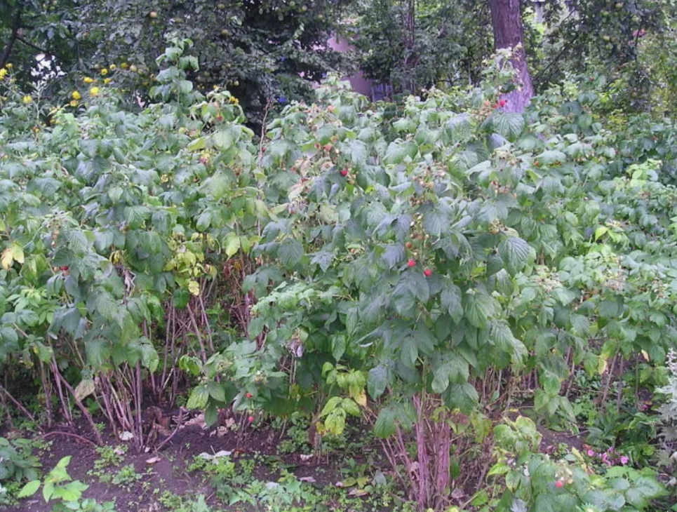 Внекорневые удобрения - эффективность и применение