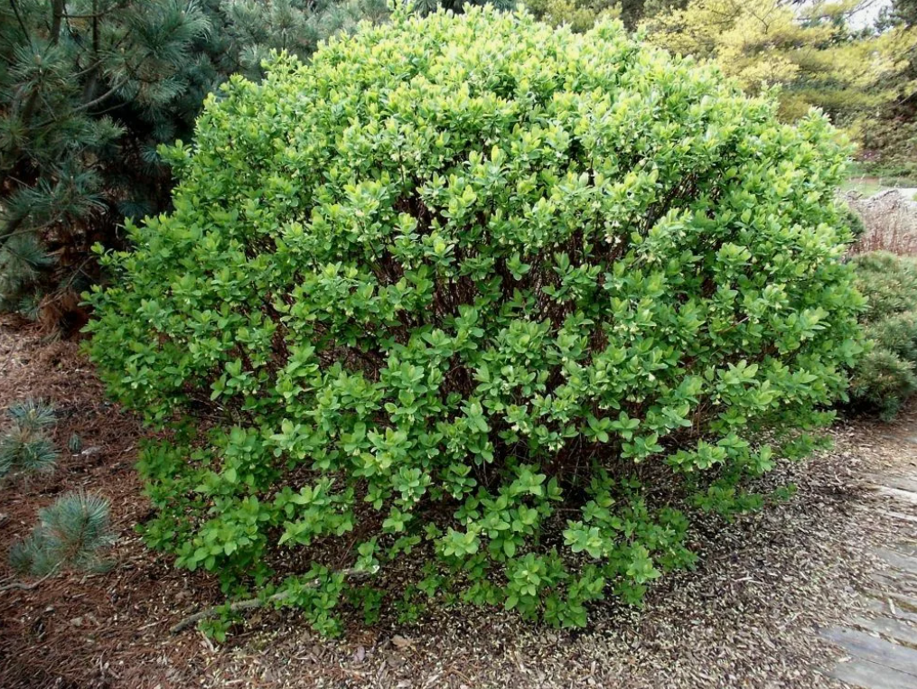 vnekornevye-udobreniya-effektivnost-i-primenenie-3